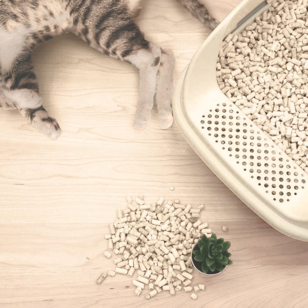 Tofu Cat Litter